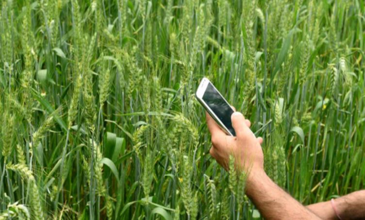 Pakistan to distribute 5mn smartphones among farmers to boost productivity