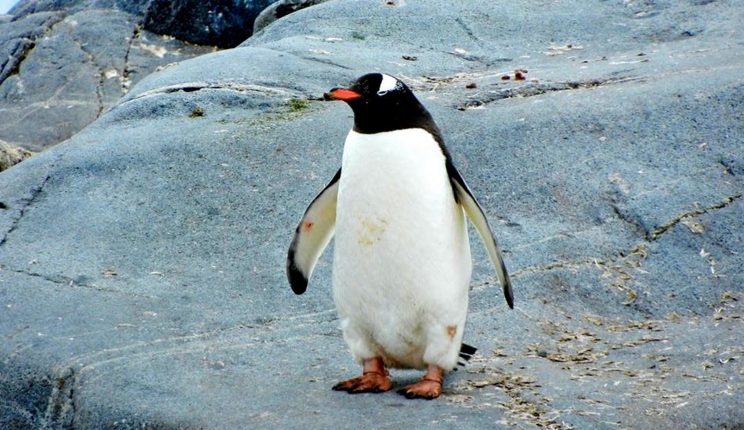 A Kickstarter campaign to save penguins from becoming endangered