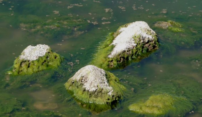 Arrival of algae led to evolution of animals and humans, claims study